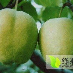 陕西大荔早酥梨 双泉镇李铁牛