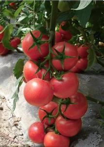 山东安丘硬粉 官庄镇老陆