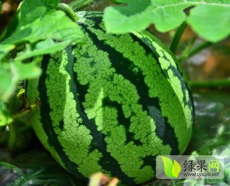 2014年河南通许龙卷风价格