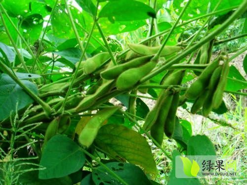 2015年山东郯城毛豆价格