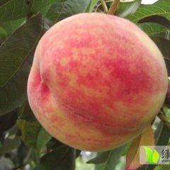 陕西大荔 白桃果肉白色，红色素少，肉质硬溶