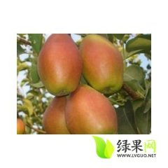陕西大荔红香酥梨