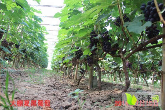 2014年河北阜城夏黑葡萄价格