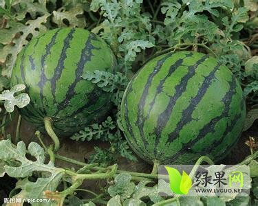 2014年山东梁山丰收3号价格