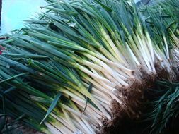 山东安丘铁杆大葱 刘家尧王兵军