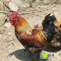 贵州毕节市林下散养鸡鸡皮肤薄、紧致，