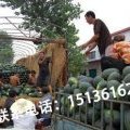 河南太康黑美人西瓜品质好、瓜个大、含糖量高