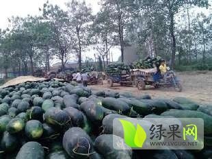 2014年河南沁阳子弹头黑皮冬瓜价格