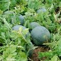 河南通许花皮有籽、无籽黑皮有籽无籽 大岗李徐开明