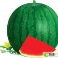 通许县西瓜，青皮无籽西瓜，酒店出口首选