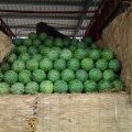 开封无仔系列、翠宝大量上市