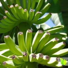 广西浦北威廉斯：大成镇张福星