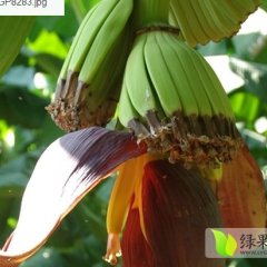 广西西乡塘巴西香蕉 广西南张福星