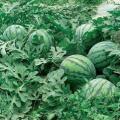 陕西大荔花皮无籽品质优,果实大