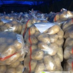 辽宁凌海荷兰十五土豆2两起步 走量大