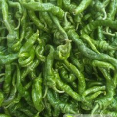 甘肃永昌陇椒品质好，色绿纯正，口感佳