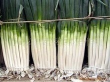 山东安丘铁杆大葱 城西徐伟