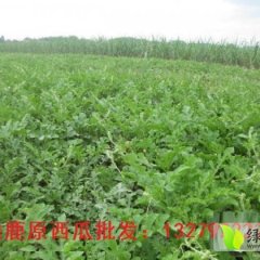 陕西七里河冠龙：蓝田县刘二牛