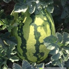 甘肃靖远西瓜。金城5号个大、味甜、汁多、肉细