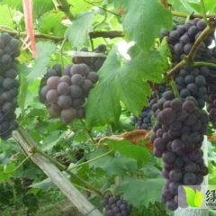 陕西临渭夏黑葡萄 吝店镇张生