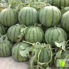 黑龙江双城地雷西瓜朝阳王岩