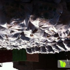 河北雄县龙署九号 双堂王伟