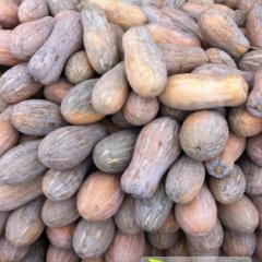 湖南南县金韩密本南瓜现已大量上市