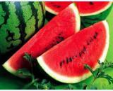 陕西大荔汇龙西瓜口感好李永强