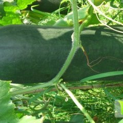 广西柳城子弹头黑皮冬瓜 六塘镇兰如秋