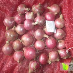 山东安丘红皮洋葱：兴安街刘先生