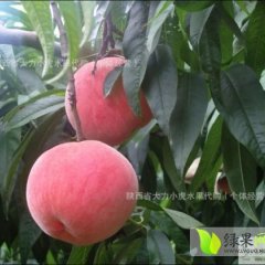 陕西大荔 阿布白桃：范家镇姚锦玉