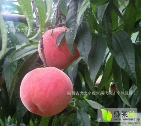 2014年陕西大荔 阿布白桃价格