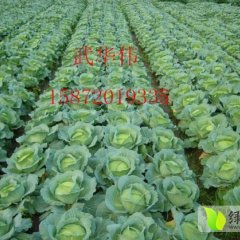 湖北嘉鱼中甘21甘蓝：潘家湾武华伟