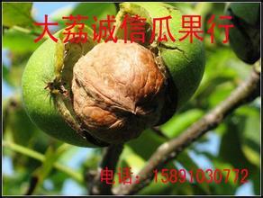 陕西大荔香玲核桃：范家镇蔡铭超