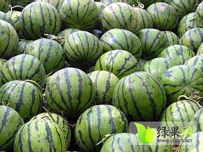 2014年山西忻府西农十二号价格