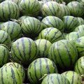 劳改农场西瓜大量上市了