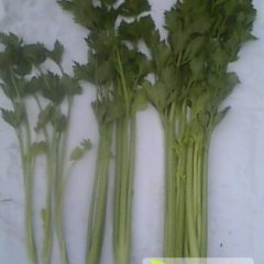 山东禹城美国西芹 市中办孟先生