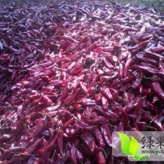 山西太谷红皮洋葱：南席村白鹏