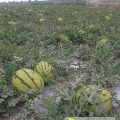 甘肃会宁丰抗8号瓜品质好，个大，瓜型好