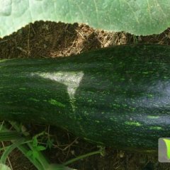 广西柳城密本南瓜：六塘镇兰如秋