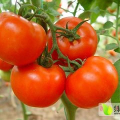 山东莘县以色列西红柿：河店镇博博