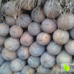 湖北密本南瓜〈汕美23号〉