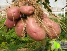 宁夏海原特产青薯168（红皮黄心）