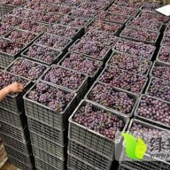 河北永年优质葡萄大量批发团购