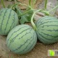 内蒙古达拉特旗花皮无籽皮色好，瓤口甜，个头大