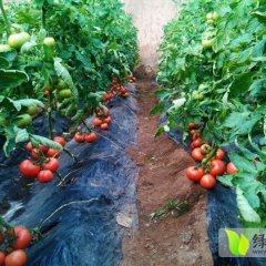 山西长治西红柿硬度极好，颜色亮粉，果型美观