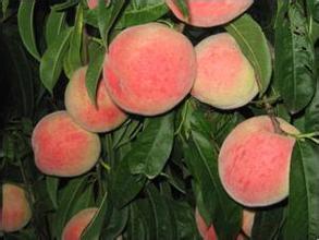 陕西大荔北京八号 范家镇蔡铭超