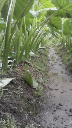 上犹淮山长势好，质量很好