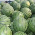 吉林长岭地雷瓜品种多.质量好