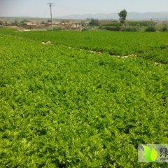 优质西芹西芹色、质鲜嫩，口感上好